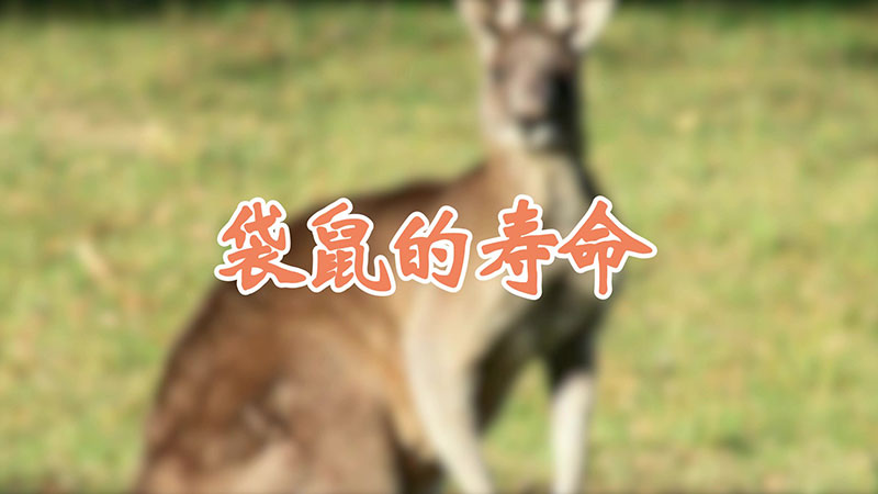 袋鼠的寿命