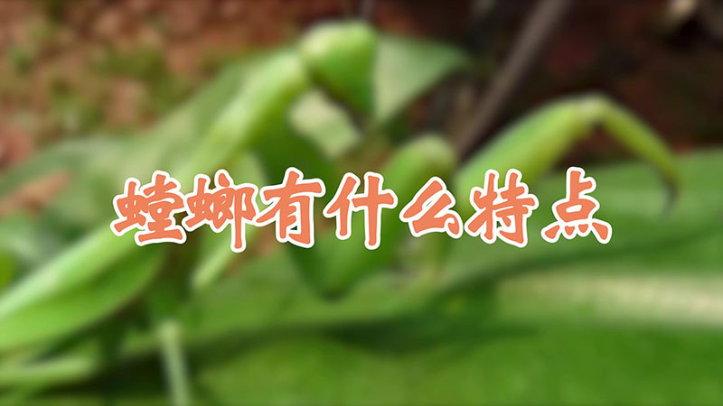 螳螂有什么特点