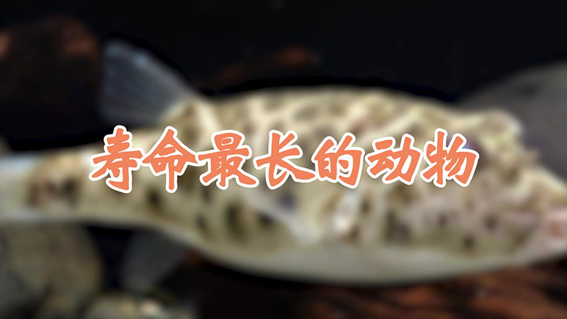寿命最长的动物