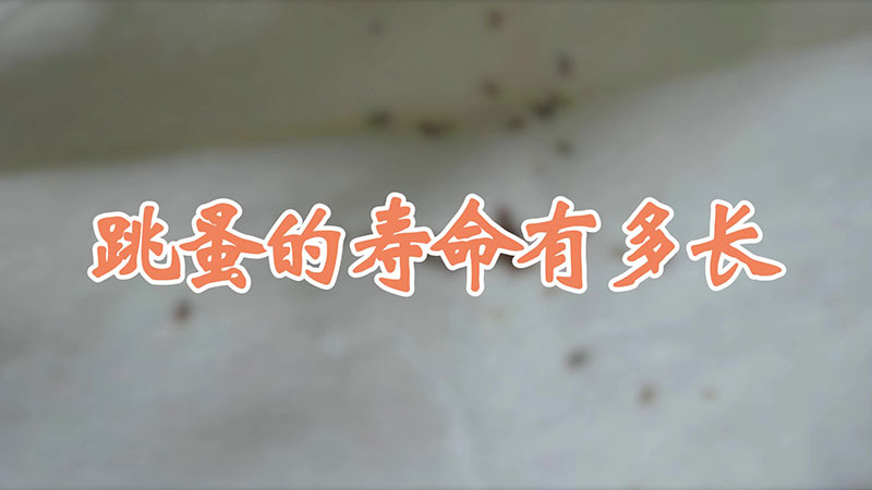 跳蚤的寿命有多长