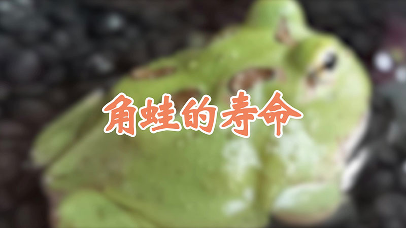 角蛙的寿命