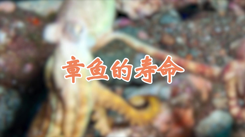 章鱼的寿命