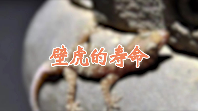 壁虎的寿命