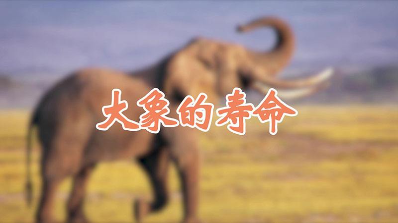 大象的寿命