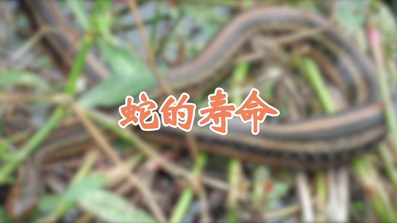 蛇的寿命