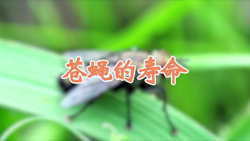苍蝇的寿命