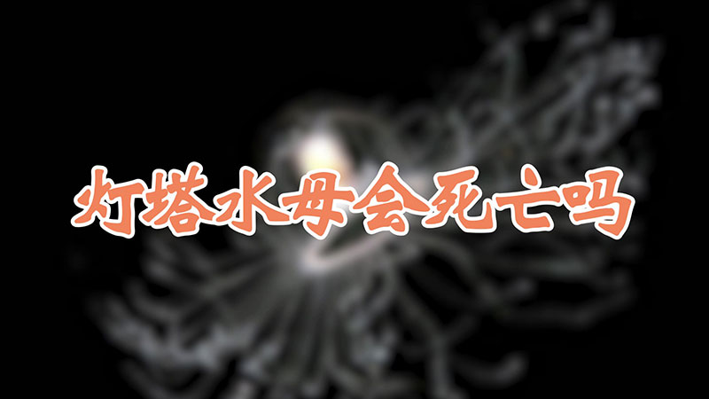 灯塔水母会死亡吗