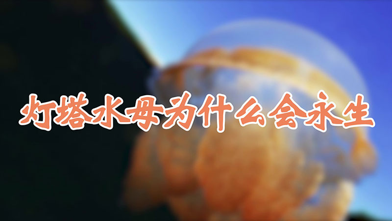 灯塔水母为什么会永生