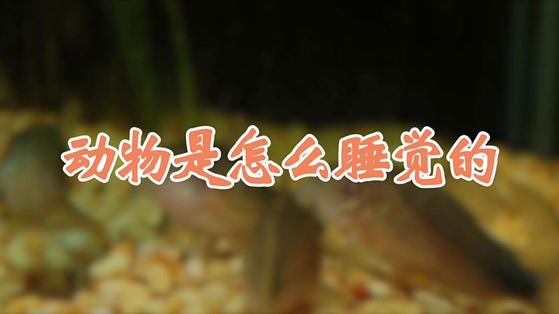 动物是怎么睡觉的