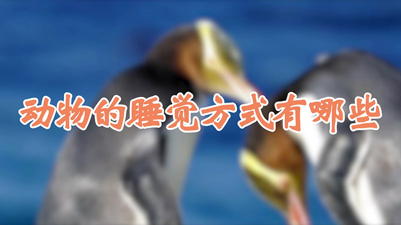 动物的睡觉方式有哪些