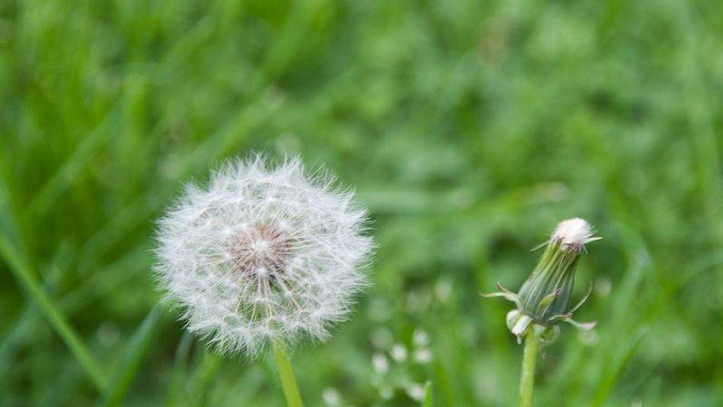 蒲公英传播种子的方法