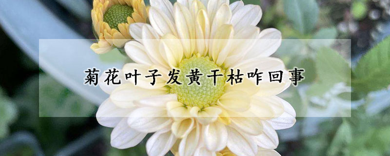 菊花叶子发黄干枯咋回事