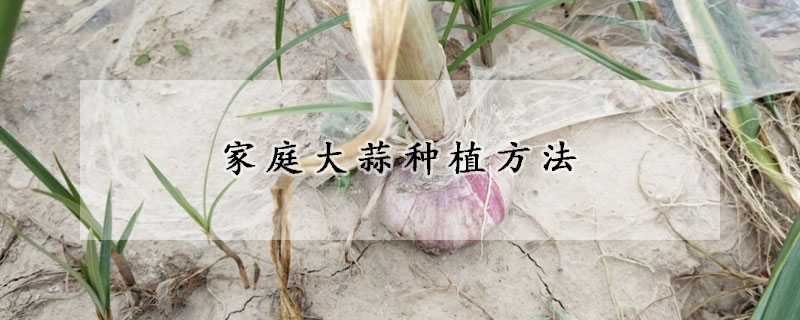 家庭大蒜种植方法