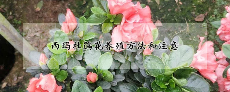 西玛杜鹃花养殖方法和注意