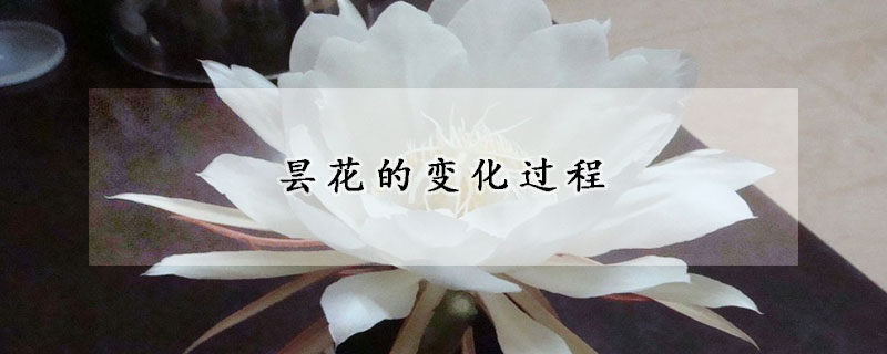 昙花的变化过程