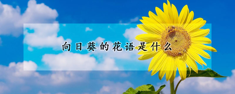 向日葵的花语是什么