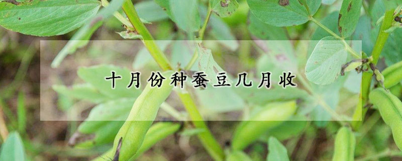 十月份种蚕豆几月收