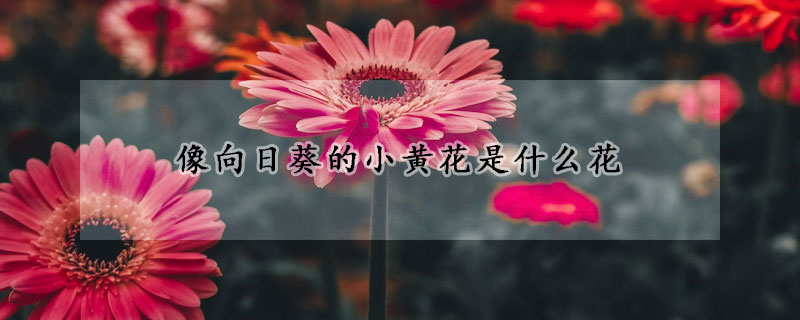 像向日葵的小黄花是什么花