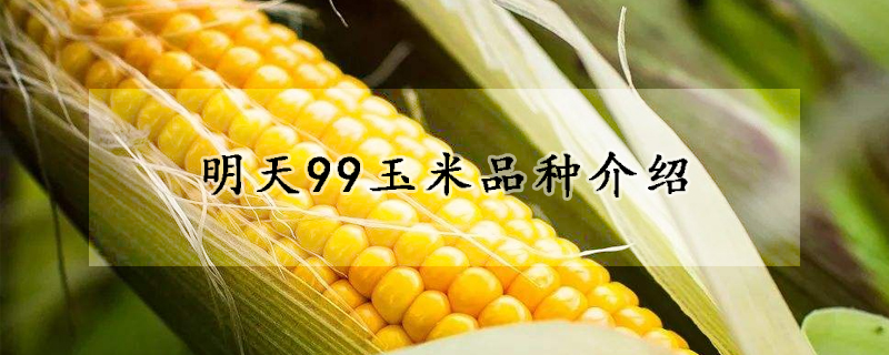 明天99玉米品种介绍