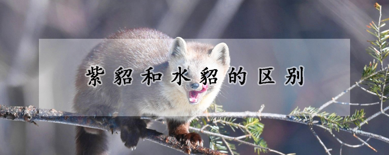 紫貂和水貂的区别