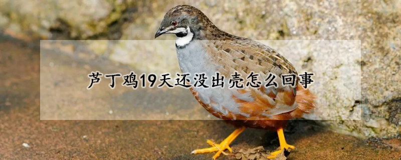 芦丁鸡19天还没出壳怎么回事