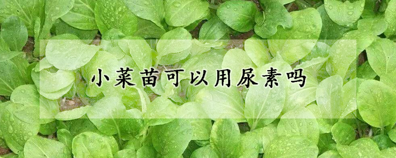 小菜苗可以用尿素吗