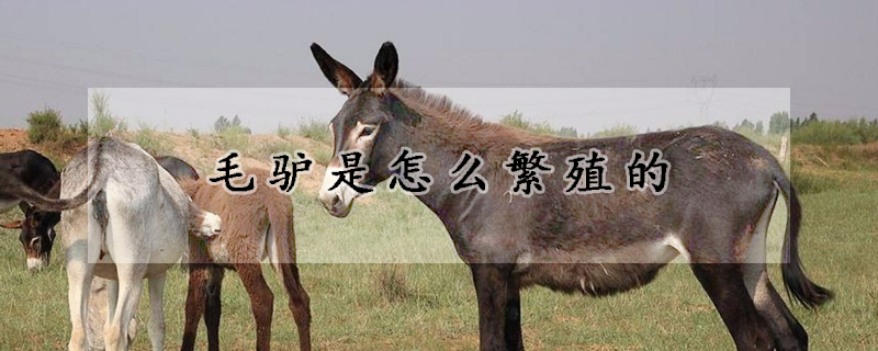 毛驴是怎么繁殖的