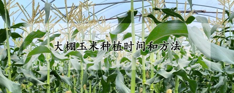 大棚玉米种植时间和方法