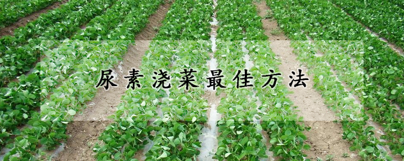 尿素浇菜最佳方法