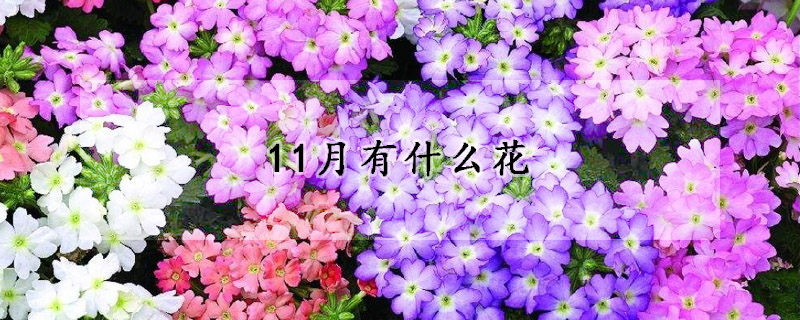 11月有什么花