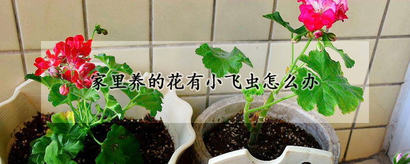 家里养的花有小飞虫怎么办