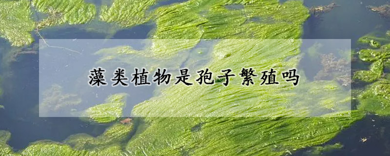 藻类植物是孢子繁殖吗