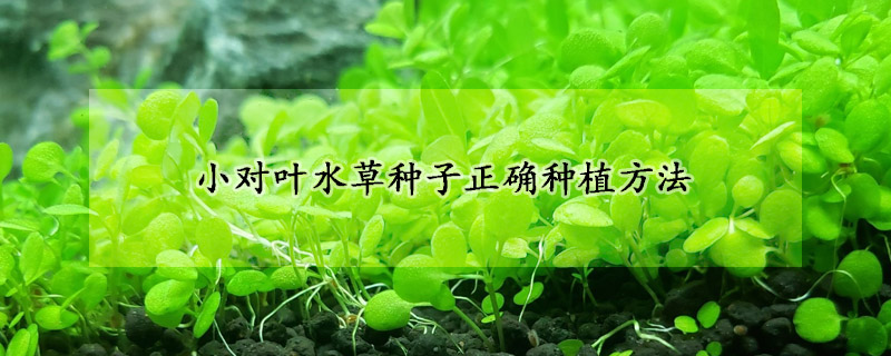 小对叶水草种子正确种植方法