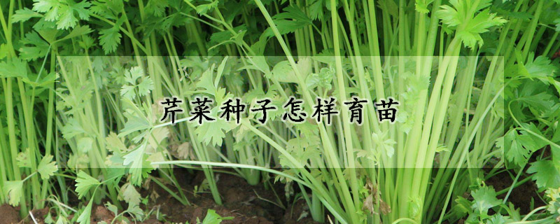 芹菜种子怎样育苗