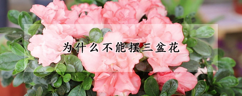 为什么不能摆三盆花
