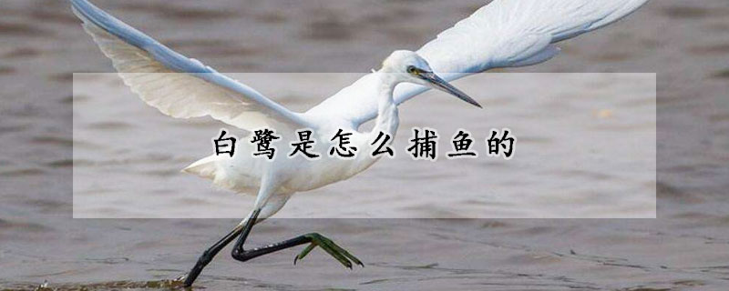 白鹭是怎么捕鱼的