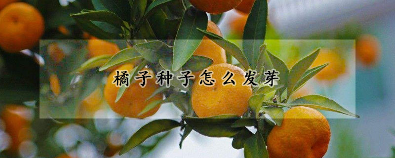 橘子种子怎么发芽