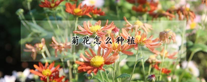 菊花怎么种植