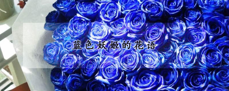 蓝色妖姬的花语