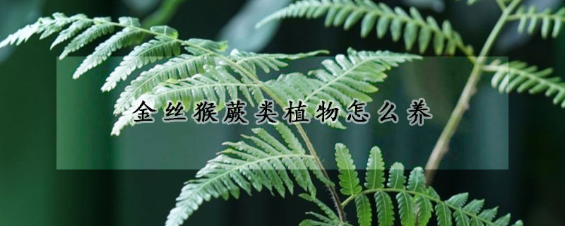 金丝猴蕨类植物怎么养