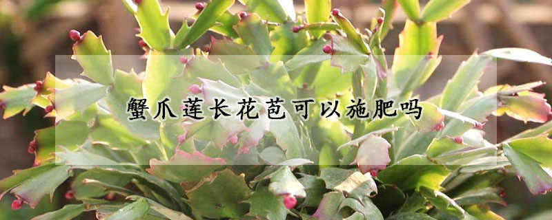 蟹爪莲长花苞可以施肥吗