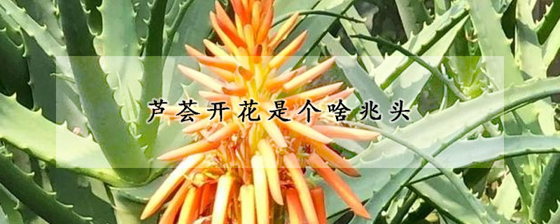 芦荟开花是个啥兆头