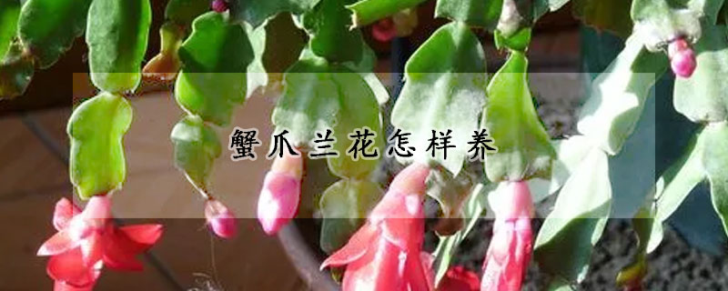 蟹爪兰花怎样养