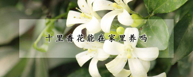 十里香花能在家里养吗