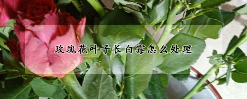 玫瑰花叶子长白霉怎么处理