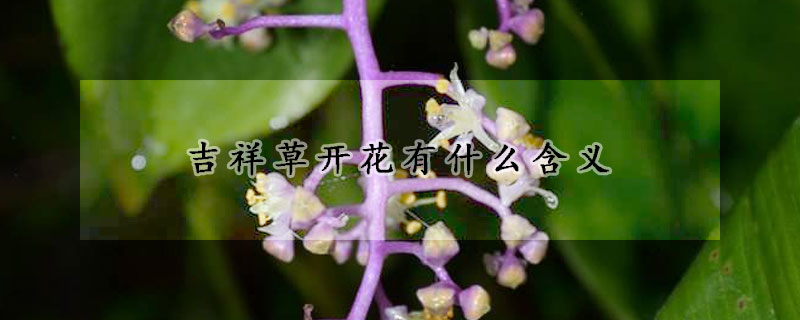 吉祥草开花有什么含义