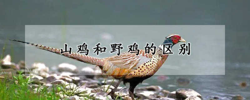 山鸡和野鸡的区别