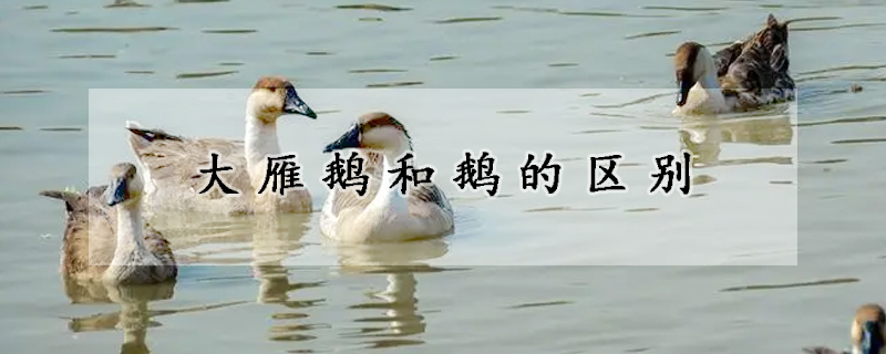 大雁鹅和鹅的区别