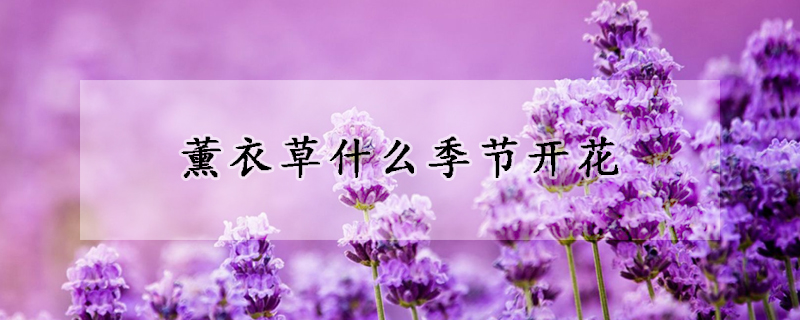 薰衣草什么季节开花