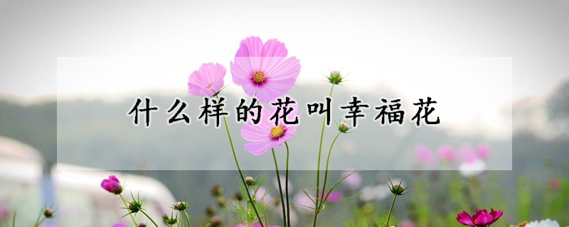 什么样的花叫幸福花